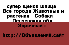 супер щенок шпица - Все города Животные и растения » Собаки   . Пензенская обл.,Заречный г.